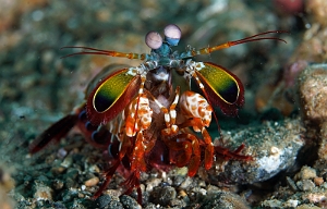 Banda Sea 2018 - DSC05500_rc - Peacock Mantis - Squille multicolore - Odontodactylus scyllarus